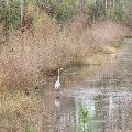 Heron on Pond in Jones Swamp