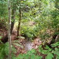 Jones Creek