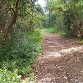 Jones Swamp Trail