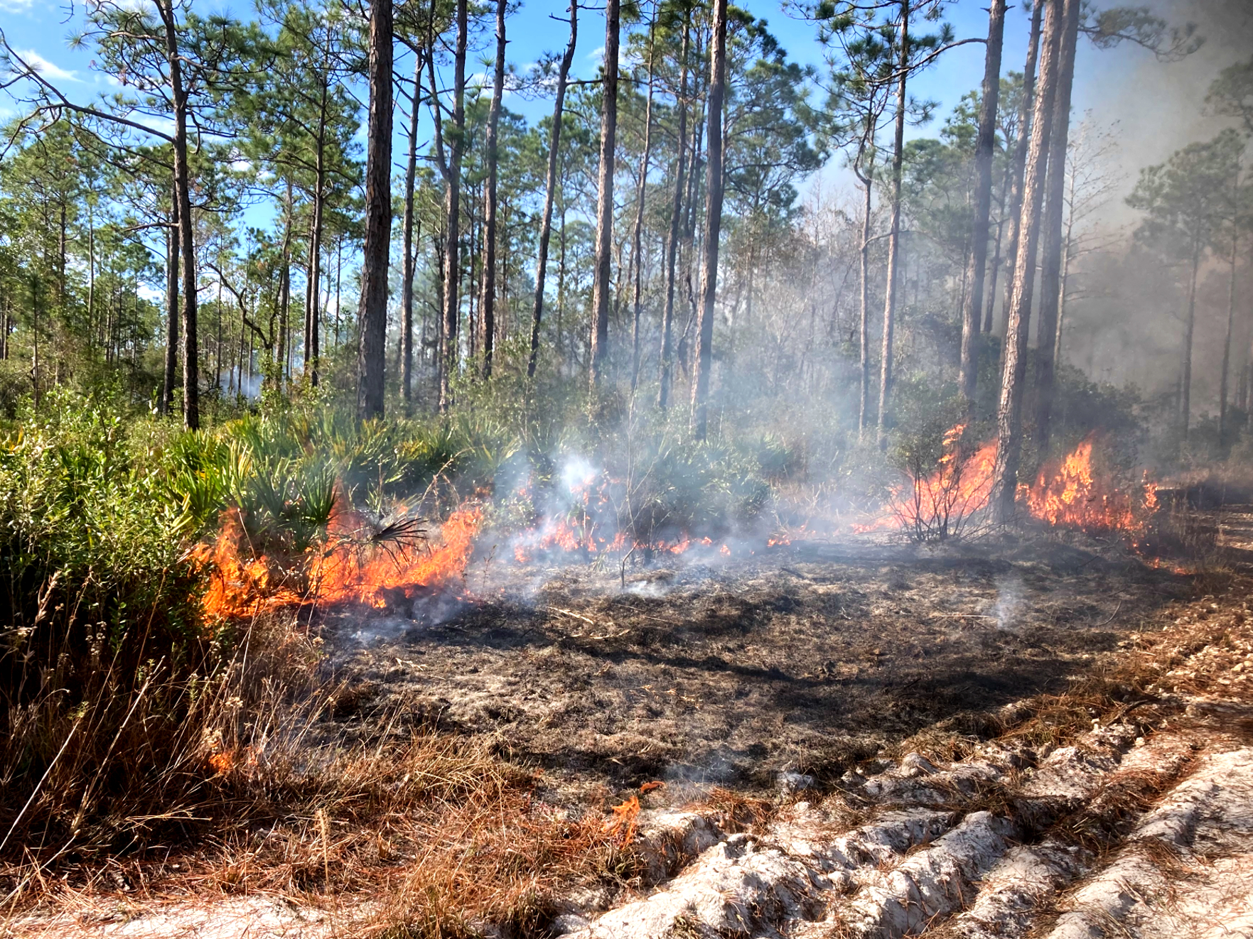 Prescribed Fire in Jones Swamp Wetland Preserve