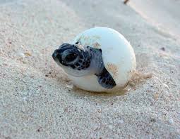 Baby sea turtle hatching