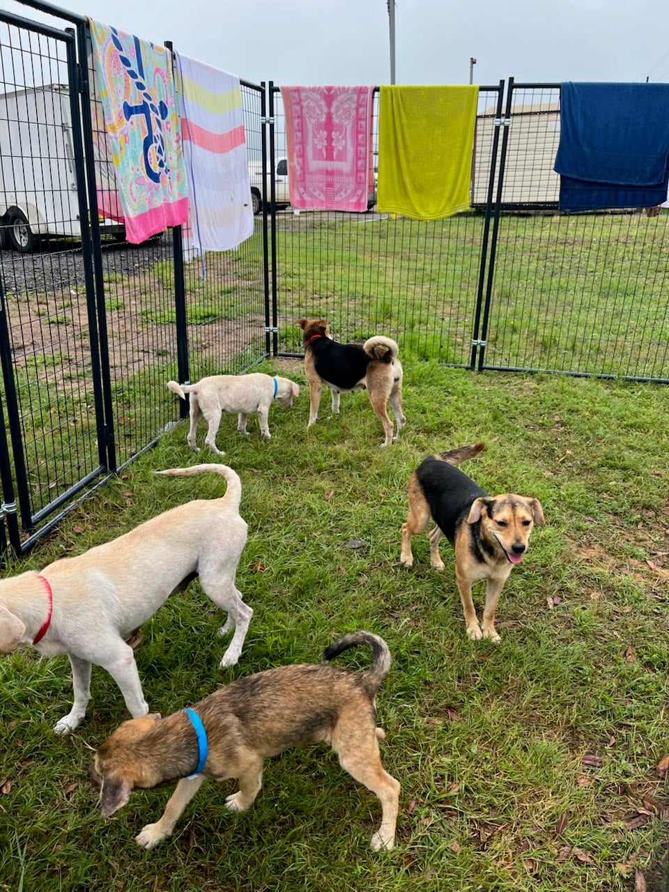 Animal Welfare Hoarding Case Response Photo of dogs in a large playpen outdoors