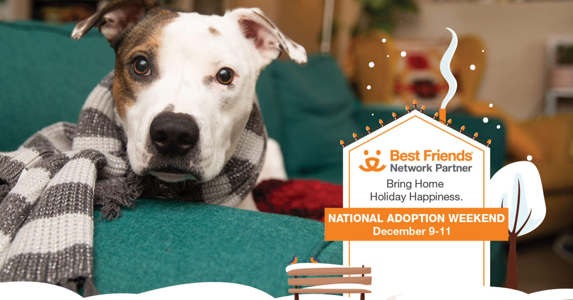 Dog wearing a scarf on a couch promoting National Adoption Weekend December 9-11