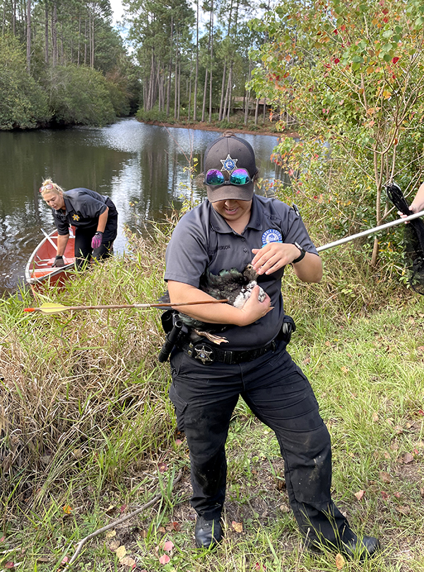 Lead Animal Welfare Officer Merideth Roberson rescues a Muscovy Duck with an arrow stuck in its wing.