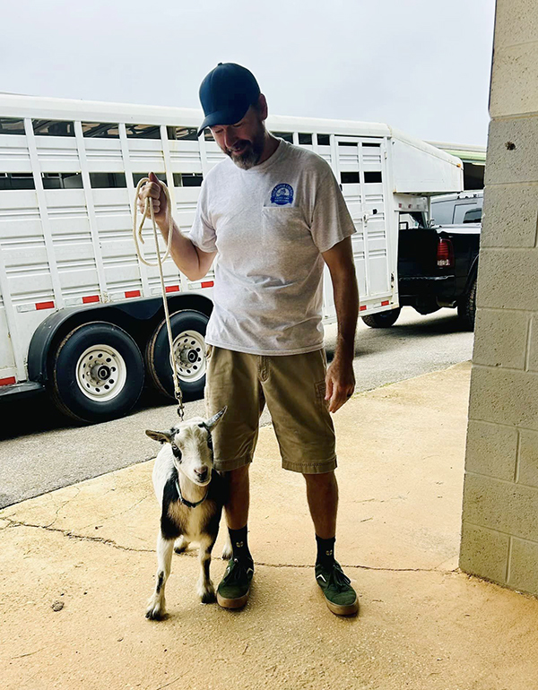 goat evacuee