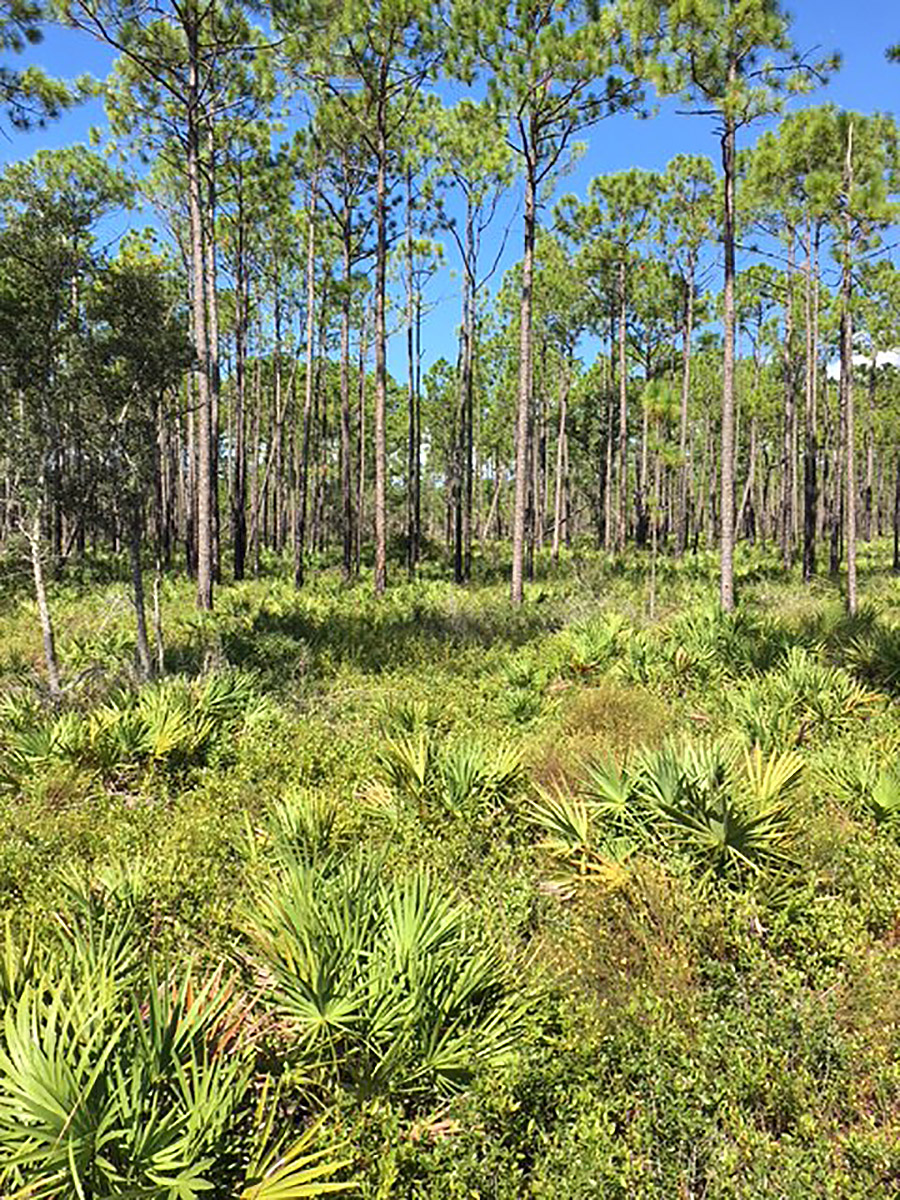 Jones Swamp Land Management 