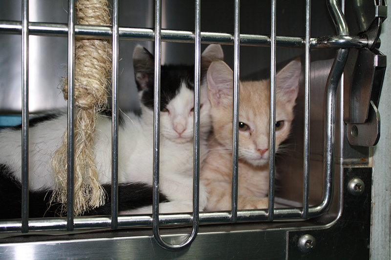 Animal Shelter Kittens