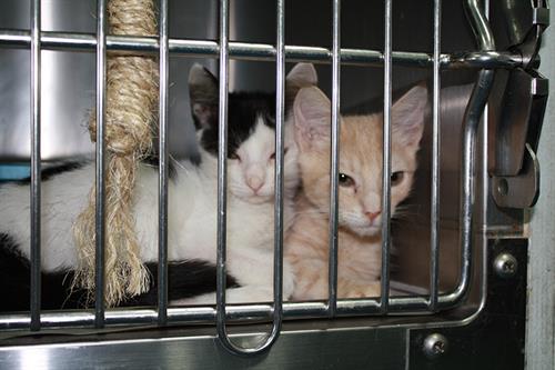 Animal Shelter Kittens