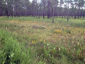 Pitcher plant bog Pitcher plant bog