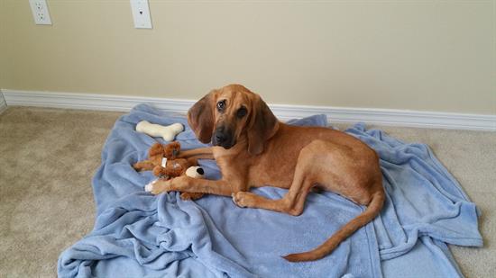 Bo as a puppy, shortly after he was adopted from the Escambia County Animal Shelter. 