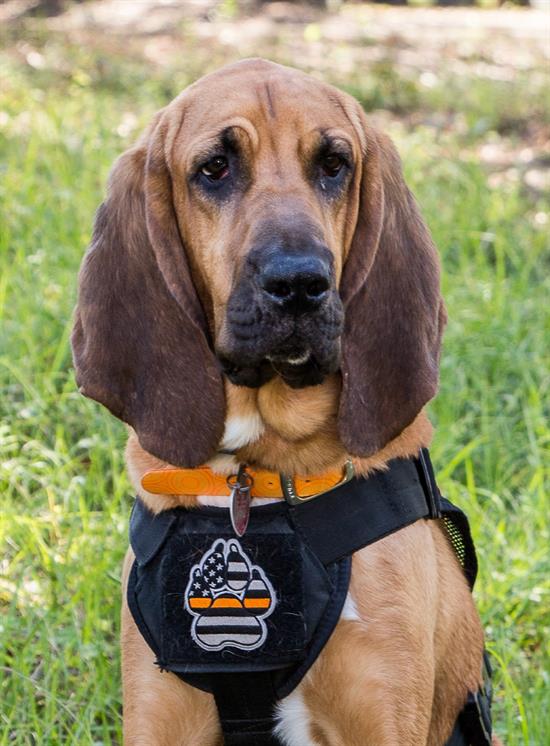 Bo, a 3-year-old certified scent tracking dog who was rescued from the Escambia County Animal Shelter. Bo, a 3-year-old certified scent tracking dog who was rescued from the Escambia County Animal Shelter.