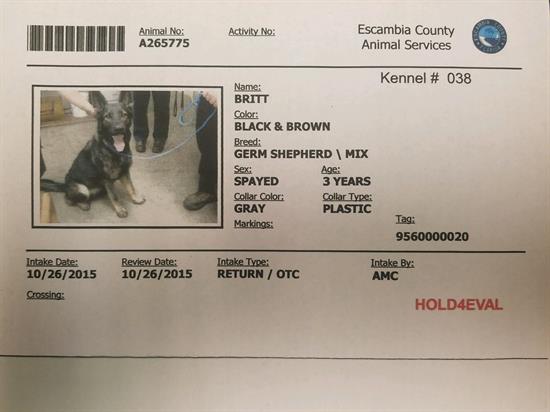 Britt, a 5-year-old German Shepherd mix who was pulled from the Escambia County Animal Shelter and trained to become a narcotics dog for the Escambia County Road Prison. Britt, a 5-year-old German Shepherd mix who was pulled from the Escambia County Animal Shelter and trained to become a narcotics dog for the Escambia County Road Prison.