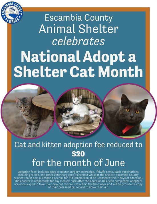 Adopt a Shelter Cat Flyer Flyer to promote Adopt a Shelter Cat month at the Escambia County Animal Shelter