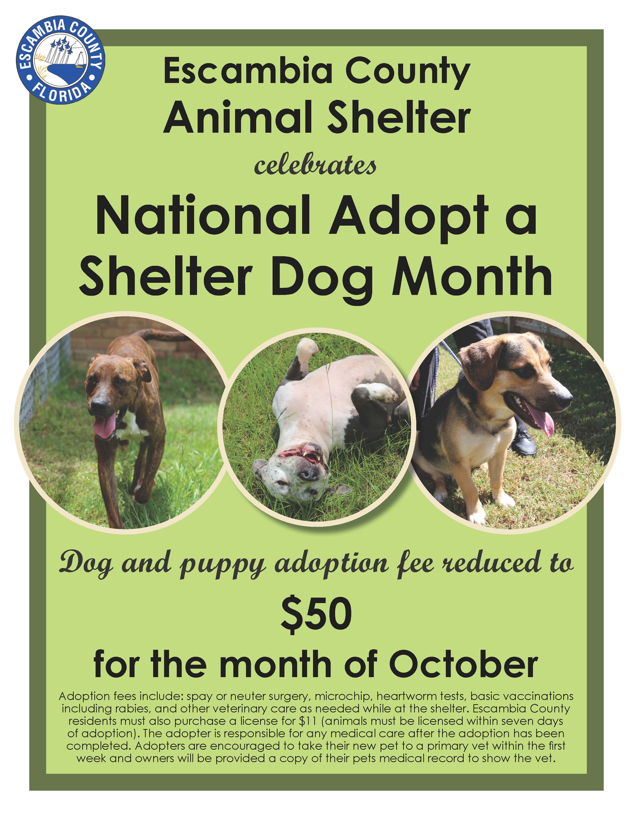 Adopt a Shelter Dog October Special Flyer, All Dogs $50, All Cats $20