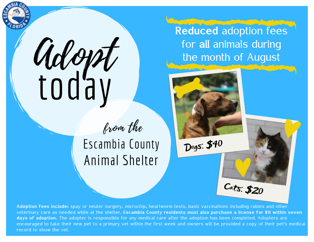 August Animal Shelter Adoption Specials 