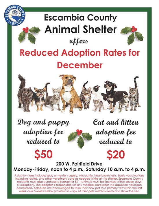 December Adoption Specials Flyer