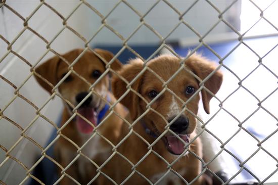 Puppies inside the dog kennel area at the Escambia County Animal Shelter. Puppies inside the dog kennel area at the Escambia County Animal Shelter.
