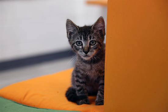 A kitten plays hide and seek with a potential adopter in the newly renovated cat cafe area at the shelter. A kitten plays hide and seek with a potential adopter in the newly renovated cat cafe area at the shelter.