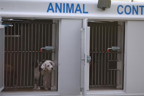 Animals arriving from Humane Society of Bay County