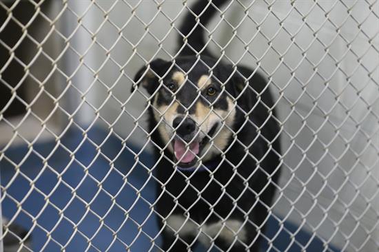 Animals arriving from Humane Society of Bay County