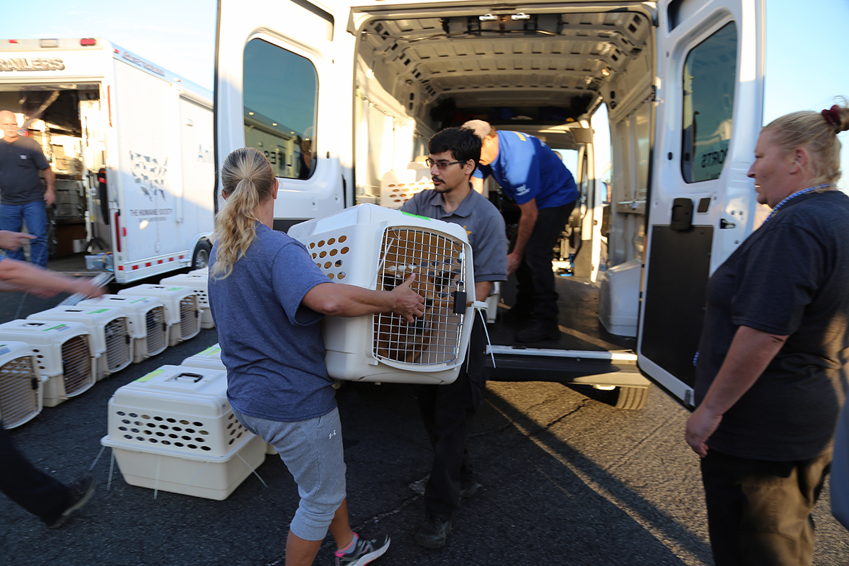 Animal Services Transports Dogs Via Plane to Partner Shelter in San Diego