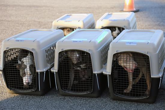 Animal Services Transports Dogs Via Plane to Partner Shelter in San Diego