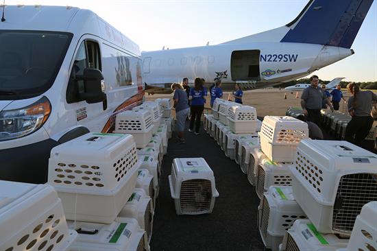 Animal Services Transports Dogs Via Plane to Partner Shelter in San Diego