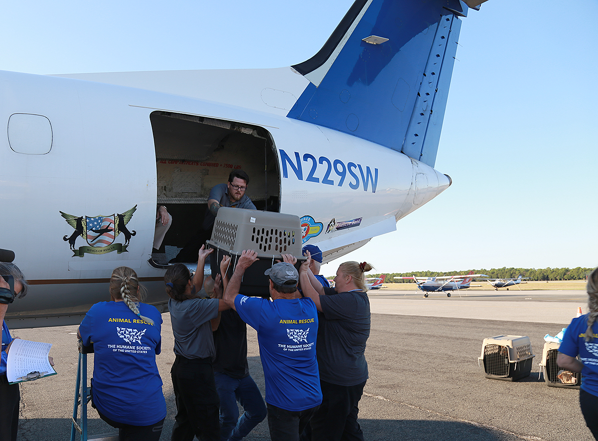 Animal Services Transports Dogs Via Plane to Partner Shelter in San Diego