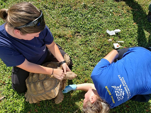 Animal Services staff rescue an injured pet in Gulf County, Florida. 