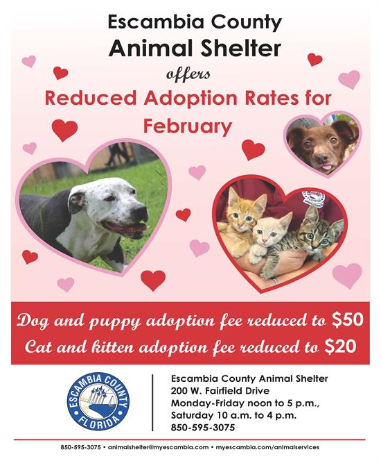 Valentine's Day Adoption Flyer Valentine's Day Adoption Flyer