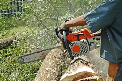A man cuts a tree with a chainsaw.
