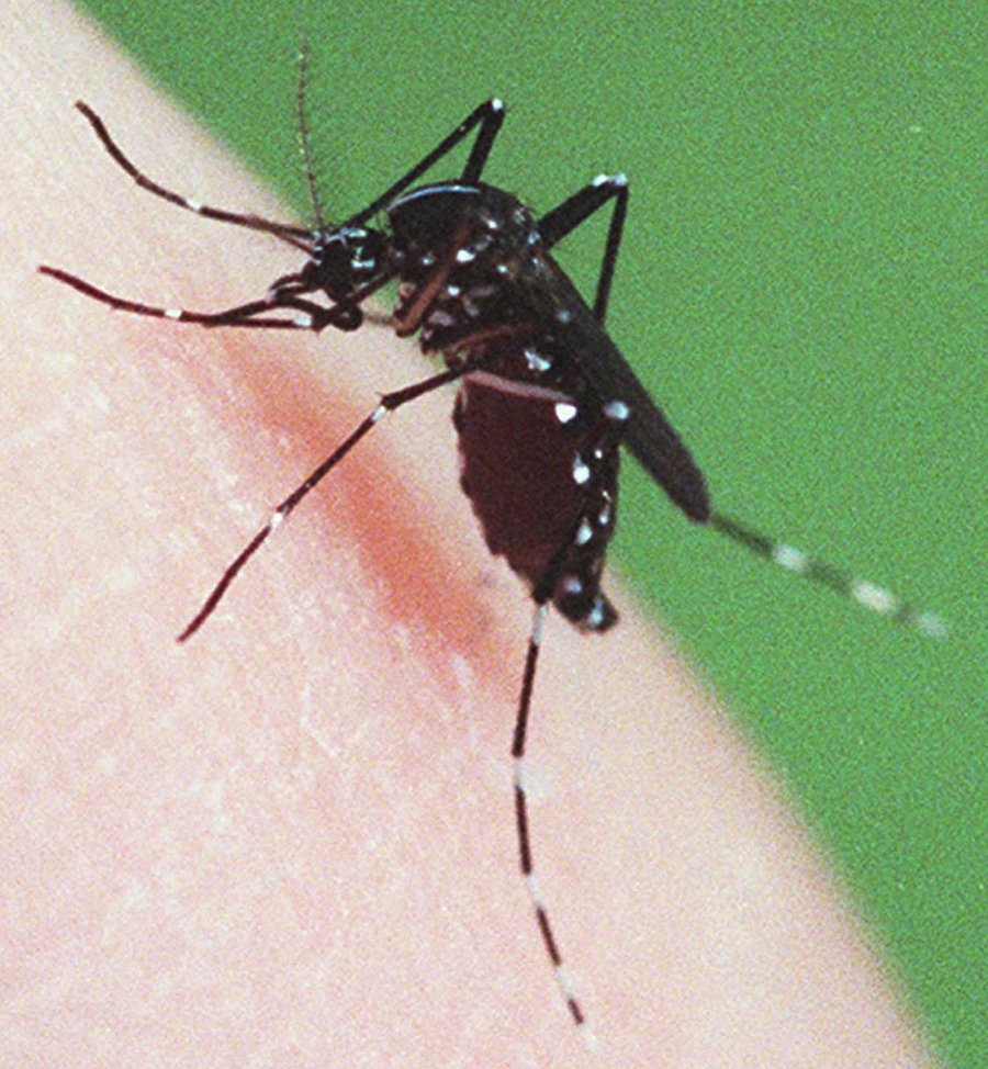 A closeup photo of a mosquito on a person's skin.