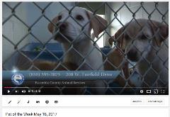 Pet of the Week Pet of the Week