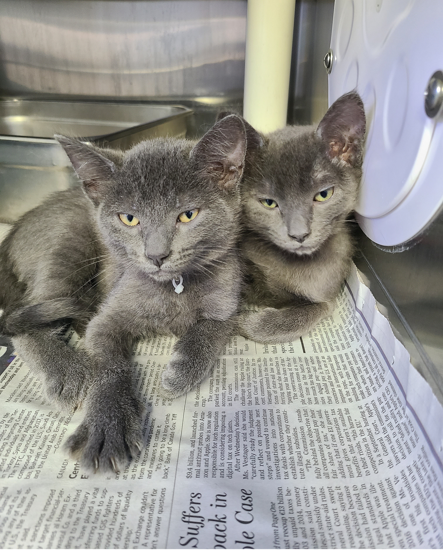 Louisiana Hurricane Laura Transfer kittens 