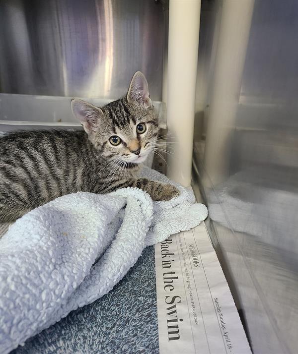 Louisiana Hurricane Laura Transfer kittens 