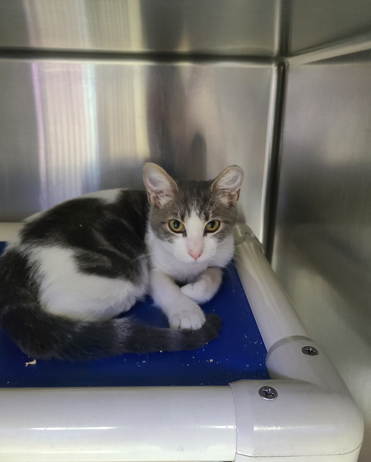 Louisiana Hurricane Laura Transfer kittens 