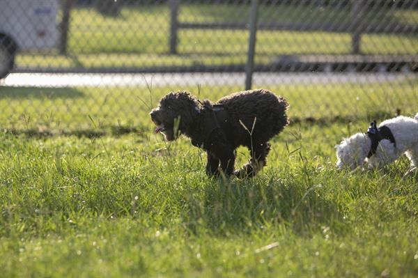 Lonnie G. Jones Dog Park Lonnie G. Jones Dog Park