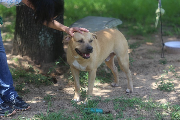 Adopt a Shelter Dog Adopt a Shelter Dog