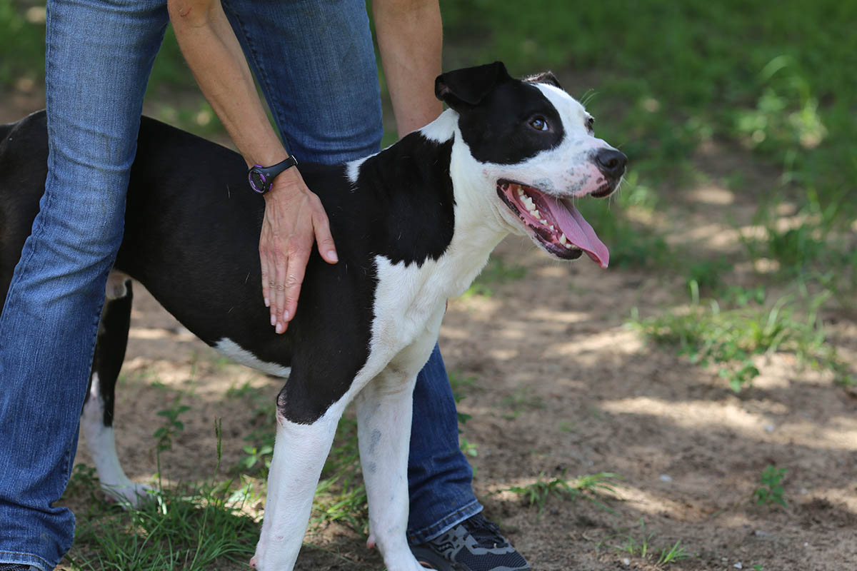 Adopt a Shelter Dog Month