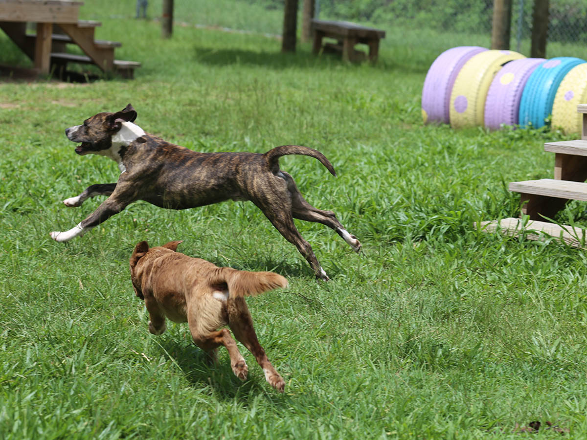 Escambia County Animal Welfare Center Dogs