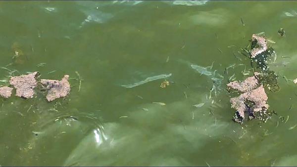 blue-green algae in Perdido Bay blue-green algae in Perdido Bay