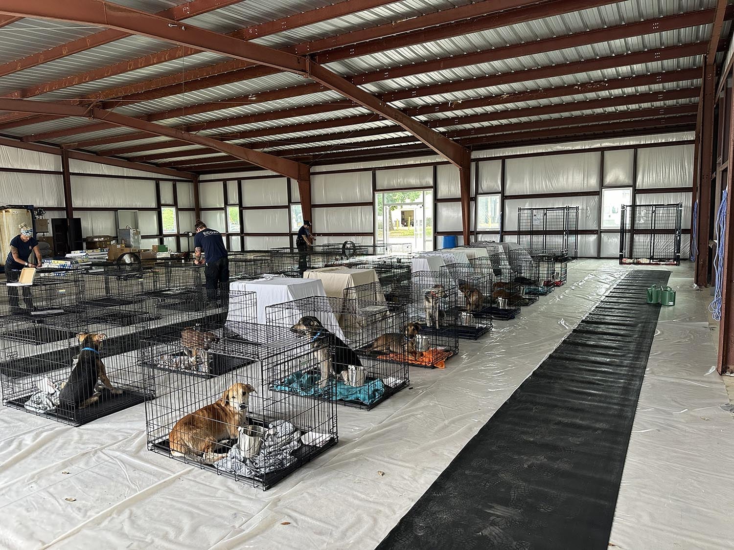 Animal Welfare Hoarding Case Emergency Response Photos of dogs in kennels in a large warehouse