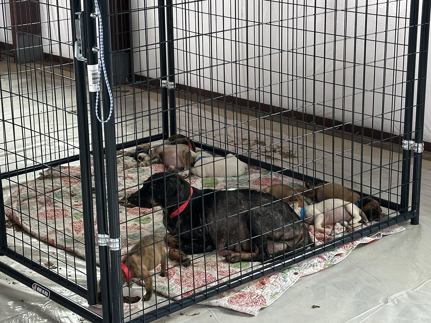 Animal Welfare Hoarding Case Emergency Response Photo of dogs in a kennel in a large warehouse