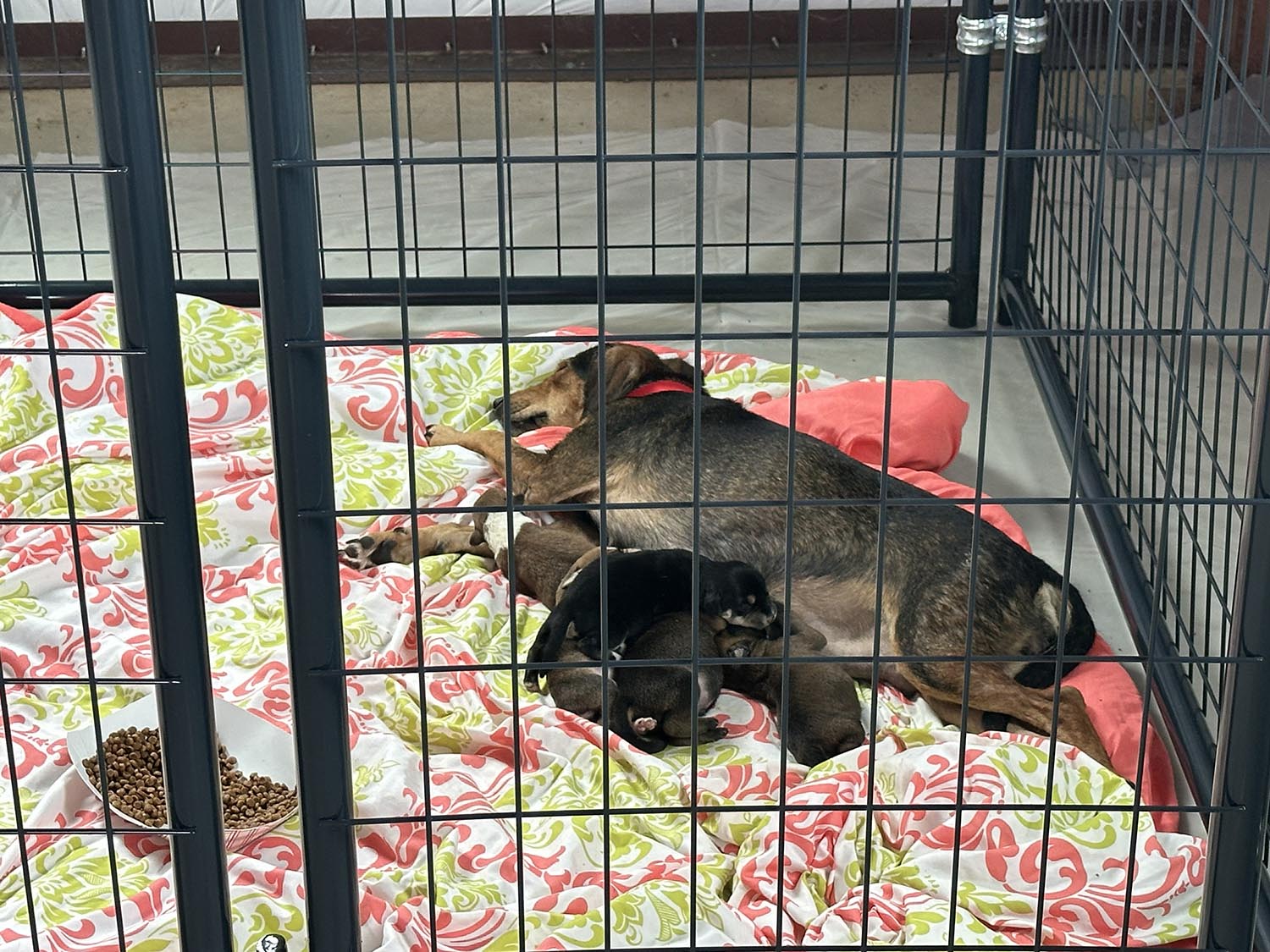Animal Welfare Hoarding Case Response Photos of dogs in kennels in a large warehouse