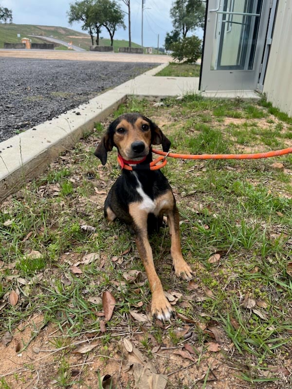 Animal Welfare Hoarding Case Response Photo of a dog outside on a leash