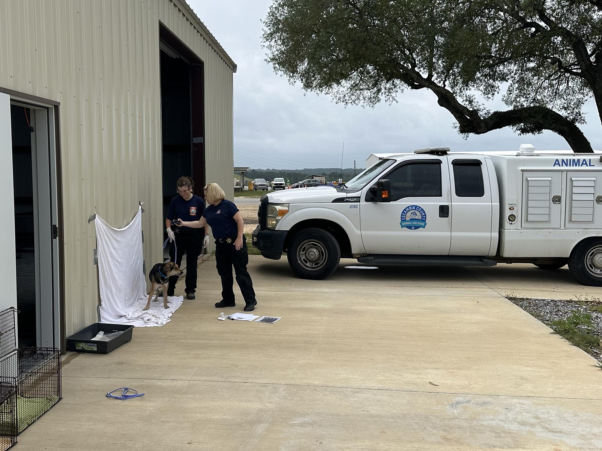 Animal Welfare Hoarding Case Response Photo of Animal Welfare Officers examining a dog outside