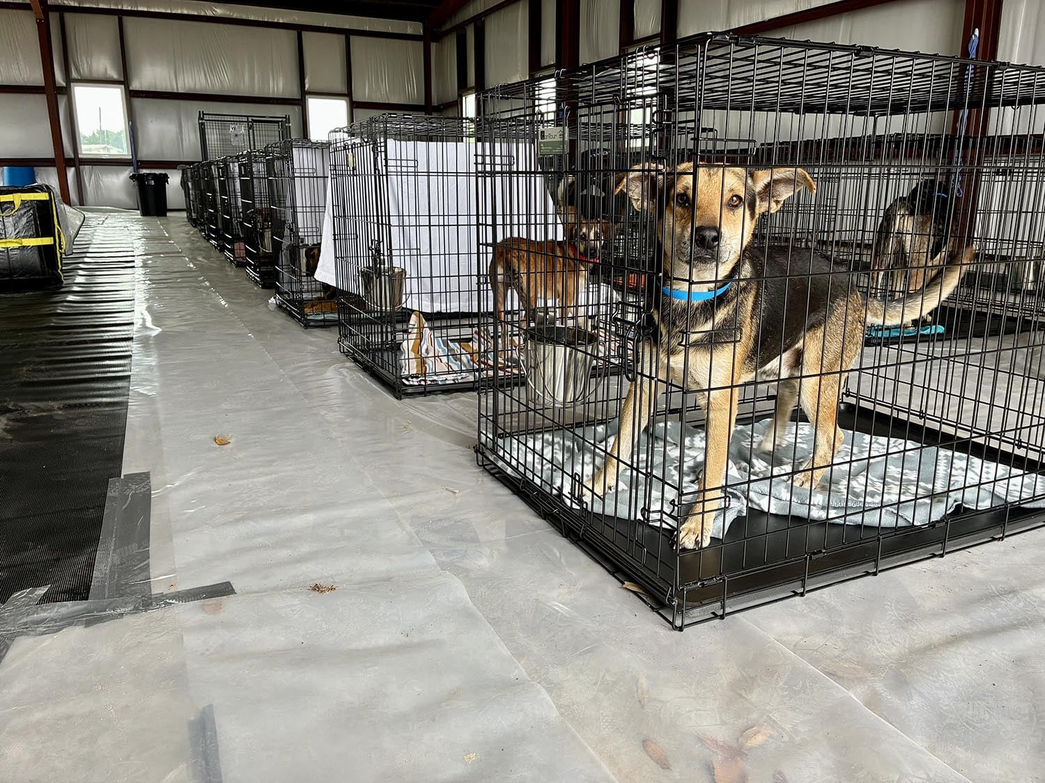 Animal Welfare Hoarding Case Response Photo of dogs in kennels in a large warehouse