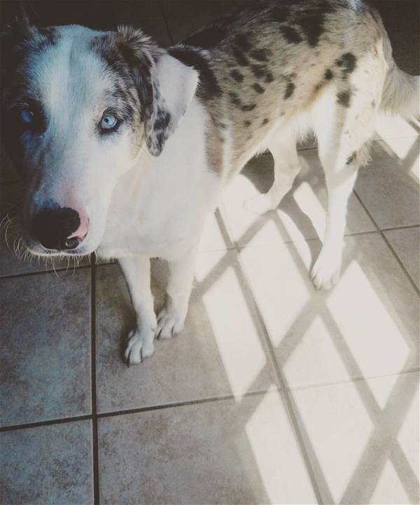 Australian Shepherd Australian Shepherd
