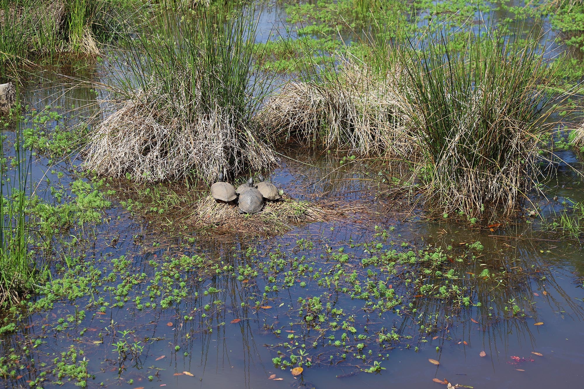 Turtles at Carpenter Creek Headwaters Park
