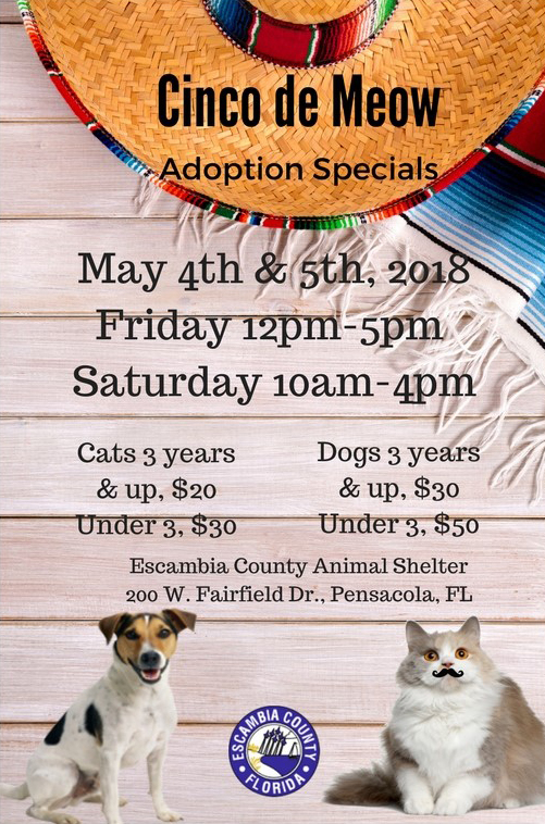 Cinco de Meow 